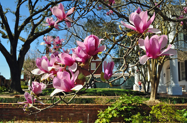 Mississippi magnolias