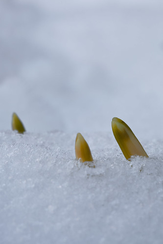 bayern blumen deutschland knospen makro pflanzen puchheim schnee winter
