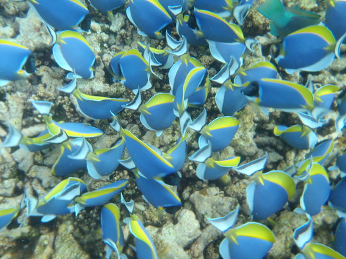 Blue fish, Seychelles
