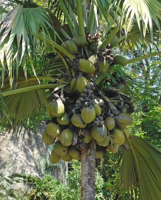 Coco de mer tree - Praslin | Flickr - Photo Sharing!