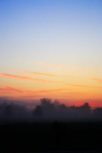 trees sky fog sunrise country foggy