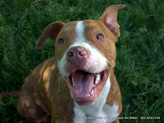 Chicago pit bull attack attorney