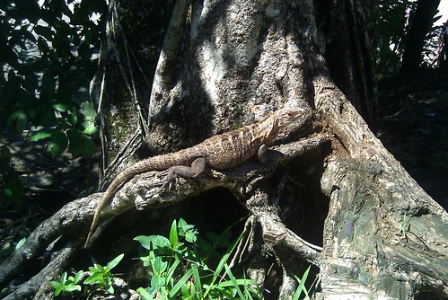 Roadside iguana