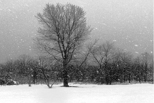 snow storm tree texas sony snowstorm wichitafalls blizzard solitary sonycybershot lonetree solitarytree wichitafallstexas spysgrandson lakewichitapark 2112010
