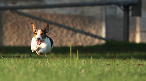 dog canon action explore jackrussell minnie dogsinaction eos40d luigiscattolin flyningbrownheads