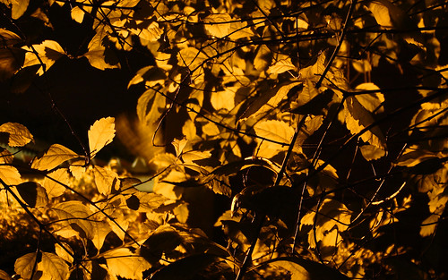 longexposure leaves night gold golden dourado nightscene folha exposiçãolonga douradas felubra felipelb felipelubra