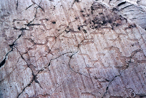 italy art archaeology stone grey unesco petroglyph lombardia rockart worldheritage 2010 valcamonica capodiponte naquane naquanenationalpark