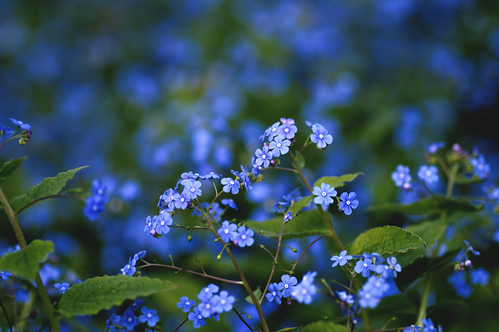 blue flower nikon explore blå d300 bibble5 fotosondag