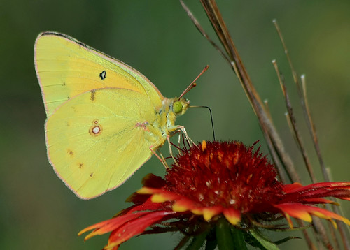 yellow bravo texas butterflies wildflowers grapevine firewheel indianblanket gaillardiapulchella orangesulphur coliaseurytheme