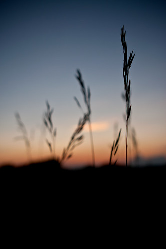 trip sunset grass minnesota silhouette dusk calm depthoffield restarea soothing nightfall wildgrass