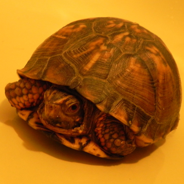 Tennessee Box Turtle | Flickr - Photo Sharing!