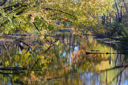 reflection water leaves nikon michigan fallcolors marsh saginaw shiawasseerefuge