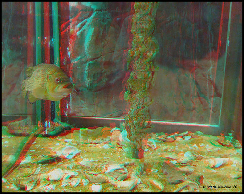 fish mall stereoscopic 3d tank brian anaglyph indoors stereo wallace inside stereoscopy stereographic outdoorworld stereoimage stereopicture quotbrian millsquot wallacequot quotarundel