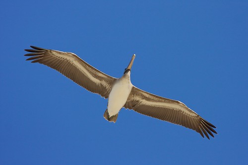 blue sky nature birds canon coast fly brownpelican bolivarpeninsula 400mm 40d