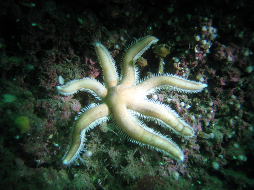7 Arm Starfish