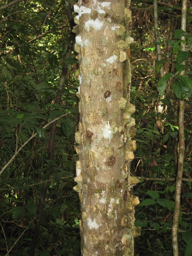 Horned tree