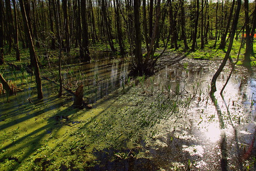 lake primavera water alberi spring acqua lombardia ohhh particolare laghi lecchese anawesomeshot concordians recoilx allegrisinasceosidiventa