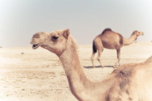 travel brown cute animal digital geotagged grey sand nikon asia dof desert outdoor gray boring camel distance qatar lightroom d300 christiansenger:year=2010 gettyvacation2010