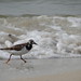 shorebird (photo by Merri Rudd)