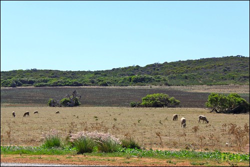 field rural landscape sheep australia pasture pastoral westernaustralia grazing greenough mynewcamera