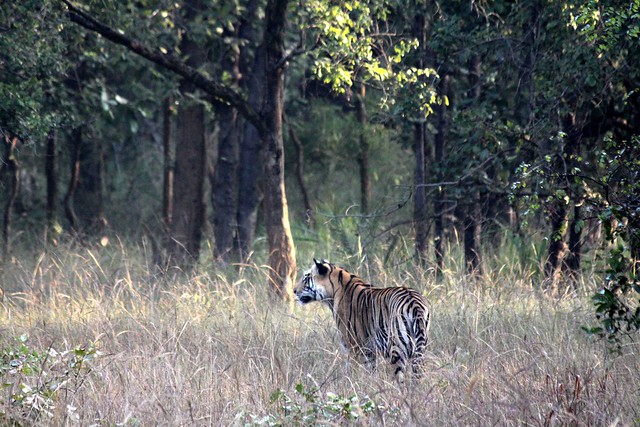 bandhavgarh safari