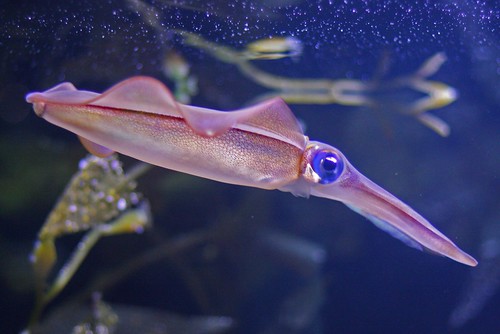 Calamari Squid eating krill
