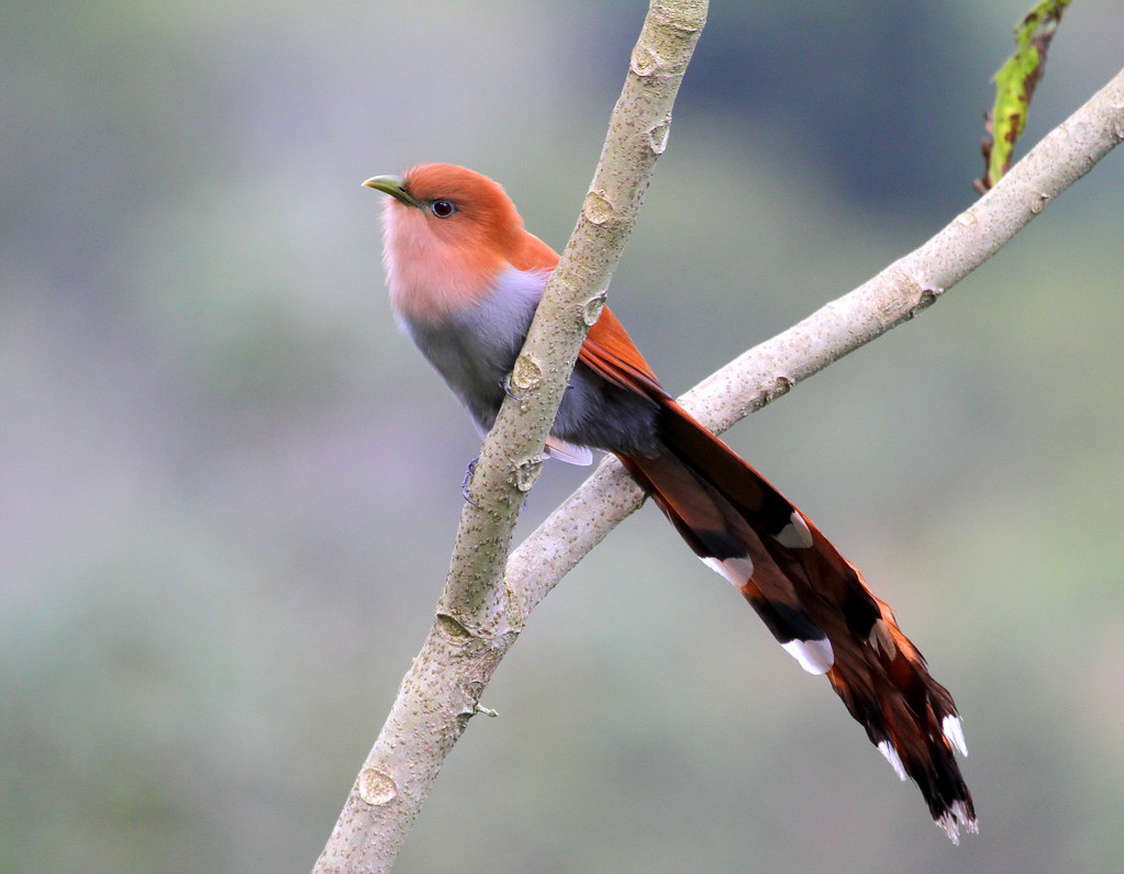 Imagen de una de las aves del Quindio: Cuco Ardilla (Piaya Cayana)