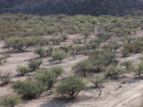 arizona plants usa landscapes desert unitedstatesofamerica gps 2009