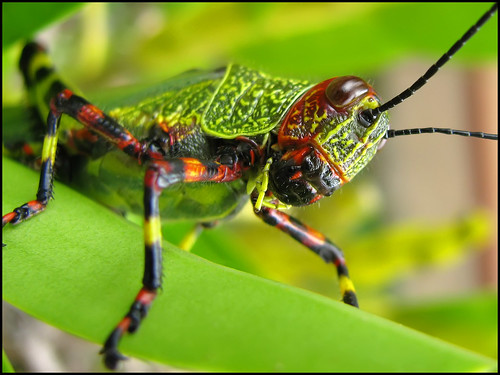 macro eye texture textura nature closeup canon insect colorful natureza powershot inseto grasshopper olho colorido gafanhoto sx110
