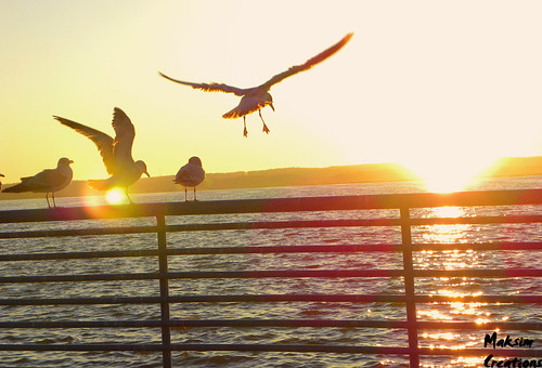 sunset sun sunrise seagull gull carp railing pymatuning spillway maksim