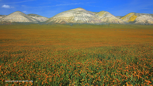 california road wild usa flower unitedstates range plain elkhorn carrizo temblor peaceonearthorg