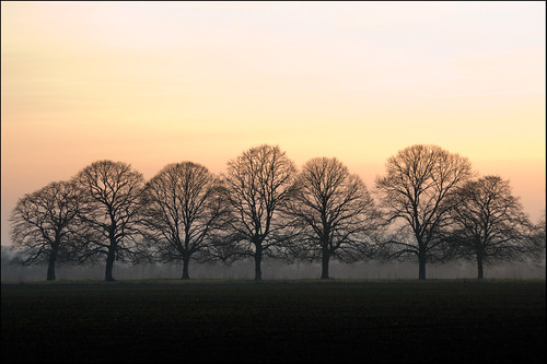 trees colour silhouette geotagged dawn near bare peach bones avenue beech greatchalfieldmanor geo:lon=2219603 geo:lat=51371445