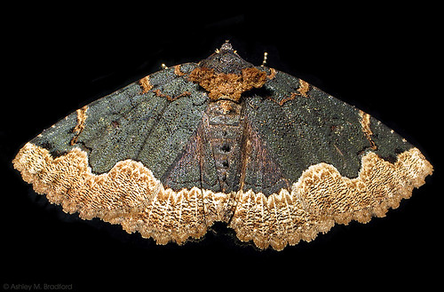 night bug insect flash moth insects bugs lepidoptera moths dorsal mybackyard s5 onblack zale erebidae erebinae noctuoidea img0639 zalehorrida horridzale ophiusini