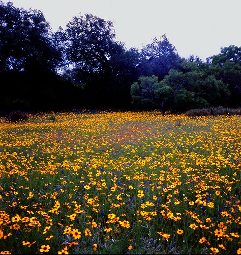 flower film mediumformat geotagged texas bronica hillcountry wildflower filmscan coreopsis texaswildflowers texashillcountry plainscoreopsis bronicas2a geo:lat=30697688 geo:lon=98971115