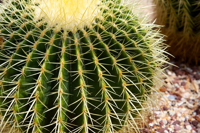 Echinocactus grusonii "Golden Barrel Cactus"