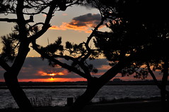 Sunset Hewlett Bay Park Nassau County Bay County Park Bay Park water tree trees silhoutte