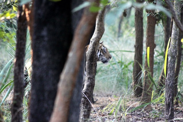 bandhavgarh tiger reserve