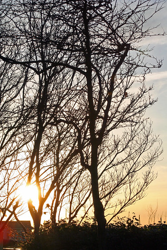 county light sunset cloud sun tree beach silhouette canon wonder washington flickr unitedstates pacific northwest spotlight pugetsound imaging canonrebelxt facebook edmonds snohomish starlight snohomishcounty starlite