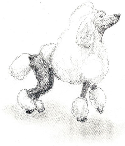 Poodle 02 | Sketch of a poodle. Derwent pencil on Canson XL … | Flickr ...