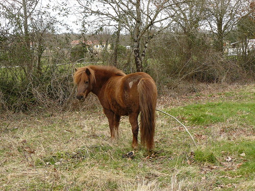 Saint Cricq-du-Gave (40), un poney intrigué