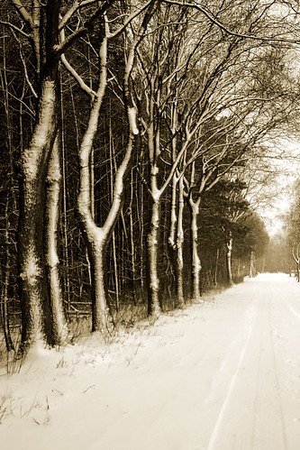 wood trees winter snow canon 300d january digitalrebel 2010 klauspeter scheesel