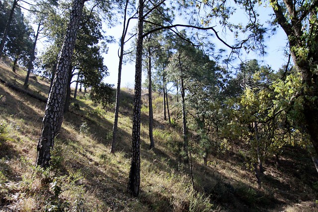 kasauli hills gilbert's trail