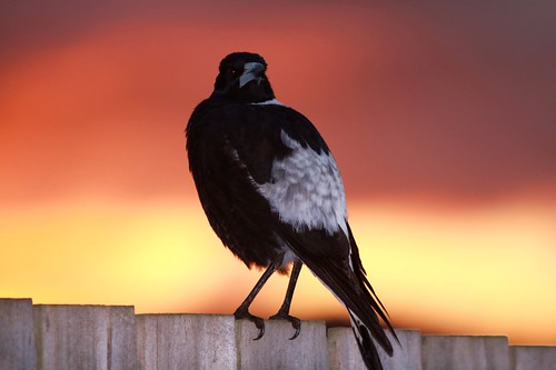 sunset bird bokeh magpie 365days spyjournal