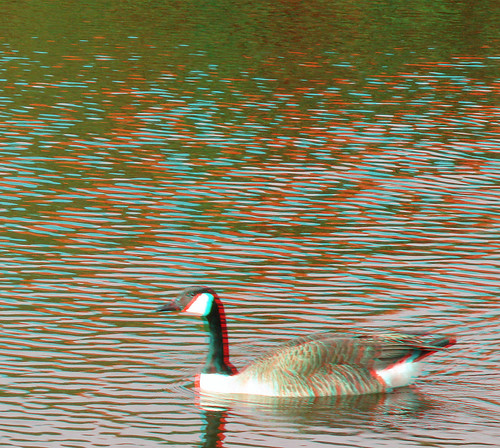 tree water birds geese stereoscopic stereophoto 3d anaglyph iowa anaglyphs redcyan 3dimages 3dimage 3dphoto 3dphotos 3dpictures stereopicture 3dpicture idagrove