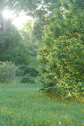 trees tree boston forest ma spring massachusetts harvard arnold arboretum harvarduniversity bostonma 2010 arnoldarboretum bostonist emeraldnecklace universalhub cameranikond50 busseyhill exif:exposure_bias=0ev exif:focal_length=50mm exif:exposure=0013sec180 exif:aperture=f45 treemuseum exif:flash=noflash camera:make=nikoncorporation camera:model=nikond50 exif:lens=50mmf18 meta:exif=1274743431 exif:orientation=horizontalnormal exif:filename=dscjpg exif:vari_program=auto exif:shutter_count=44304 meta:exif=1350398166