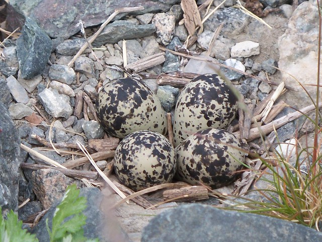 a killdeer nest along the path