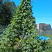 Hops tower