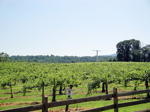 geotagged sony vineyards charlottesville grapevines albemarlecounty monticellowinetrail dscw290 lvnative burnleyvineyards