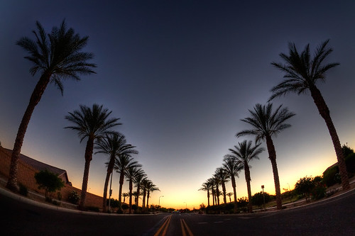 street trees sunset arizona phoenix lines yellow angle wide palm fisheye 365 10mm laveen sigma10mmf28fisheye