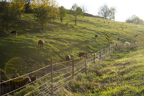 sunset horse sun field minnesota fence cows farm moo sunburst grazing graze 2010 freerange redwing yumyums